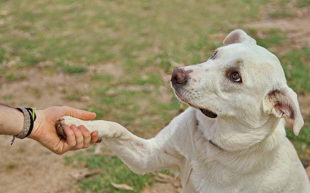 Handling Emotional Support Animals